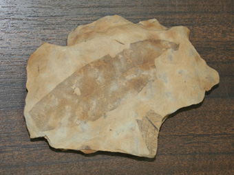 Ejemplar de la colección paleobotánica